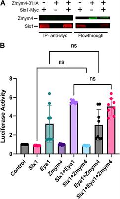 Zmym4 is required for early cranial gene expression and craniofacial cartilage formation